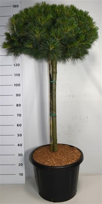 Pinus strobus 'Nana'