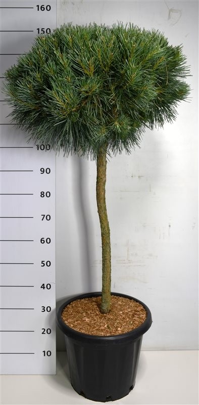 Pinus sylv. 'Chantry Blue'