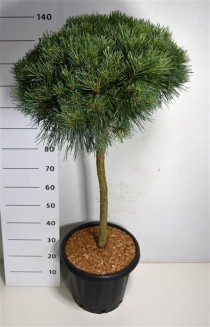 Pinus sylv. 'Chantry Blue'
