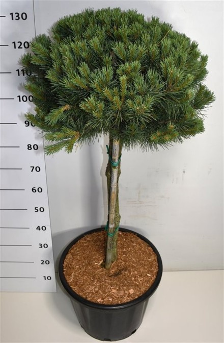 Pinus sylvestris 'Watereri'