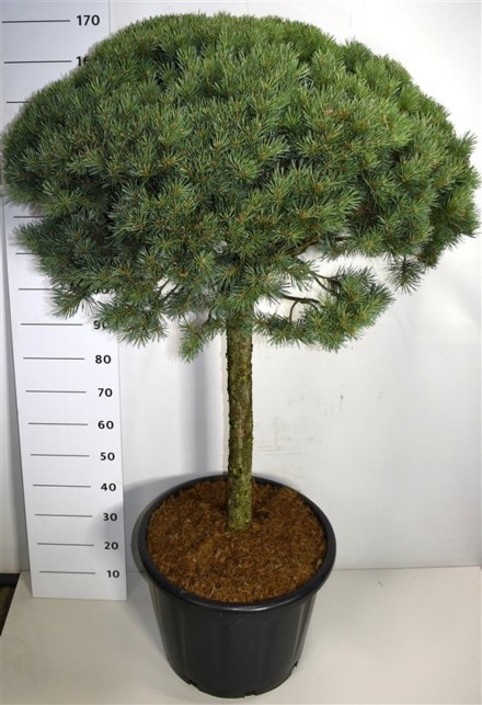 Pinus sylvestris 'Watereri'