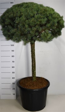 Pinus sylvestris 'Watereri'