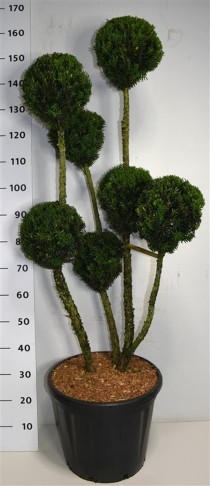 Taxus media 'Hillii'