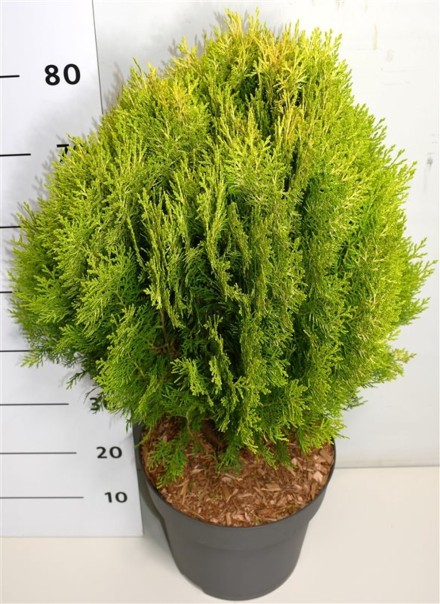 Thuja occ. 'Aurea Nana'
