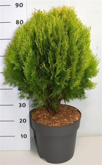 Thuja occ. 'Aurea Nana'