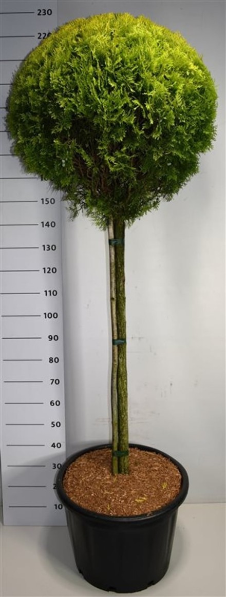 Thuja occ. 'Aurea Nana'