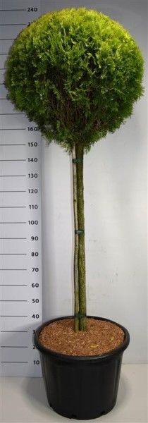 Thuja occ. 'Aurea Nana'