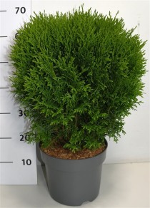 Thuja occ. 'Little Giant'
