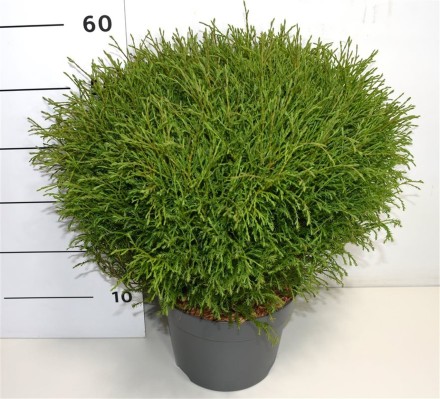 Thuja occ. 'Mr Bowling Ball'