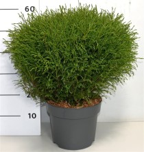 Thuja occ. 'Mr Bowling Ball'