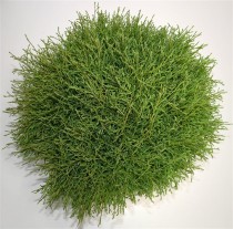 Thuja occ. 'Mr Bowling Ball'