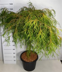 Thuja pl. 'Kager's Beauty'