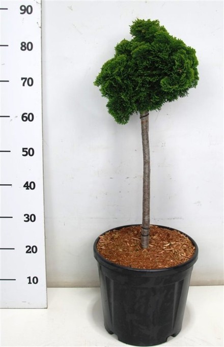 Chamaecyparis o. 'Nana Gracilis'