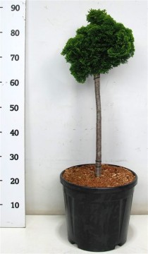 Chamaecyparis o. 'Nana Gracilis'