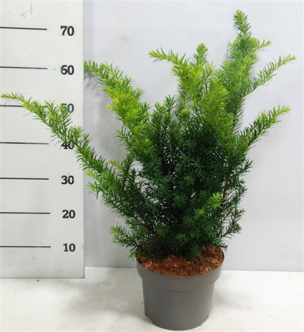 Taxus media 'Farmen'