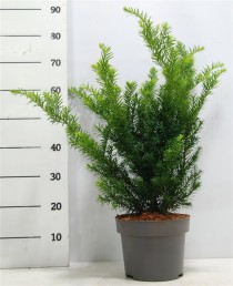 Taxus media 'Farmen'