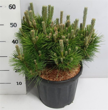 Pinus thunbergii 'Sayonara'