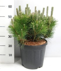 Pinus thunbergii 'Sayonara'