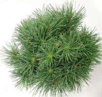 Pinus sylvestris 'Watereri'