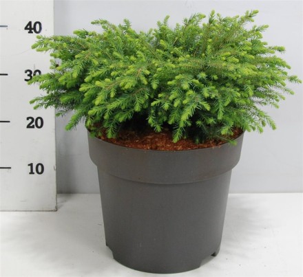 Picea mariana 'Nana'