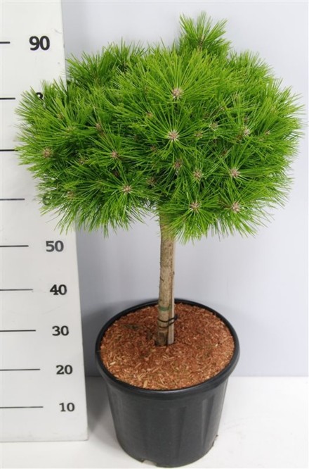 Pinus d. 'Low Glow'