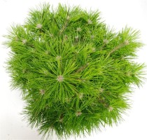 Pinus d. 'Low Glow'