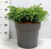 Picea mariana 'Nana'