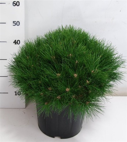 Pinus nigra 'Marie Bregeon'