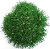 Pinus nigra 'Marie Bregeon'