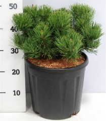 Pinus mugo 'Carsten'