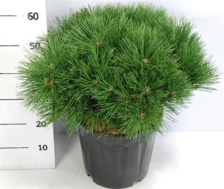 Pinus nigra 'Pierrick Bregeon'