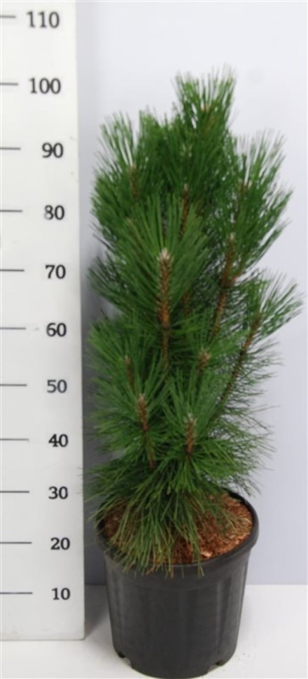 Pinus nigra 'Pyramidalis'