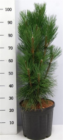 Pinus nigra 'Pyramidalis'