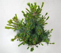 Pinus parv. 'Negishi'