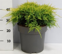 Juniperus pf. 'Gold Star'
