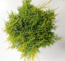Juniperus pf. 'Gold Star'