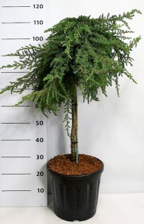 Juniperus comm. 'Greenmantle'