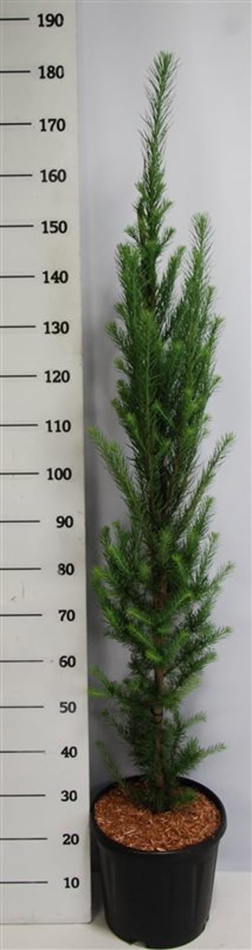 Larix kaempf. 'Jakobsen's Pyramid'