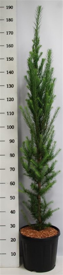 Larix kaempf. 'Jakobsen's Pyramid'