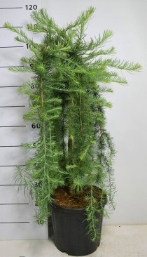 Larix kaempf. 'Stiff Weeper'