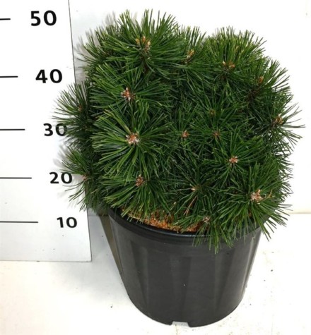 Pinus mugo 'Green Pearl'