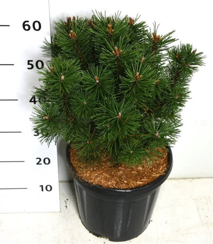 Pinus mugo 'Columbo'