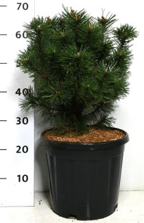 Pinus mugo 'Columbo'