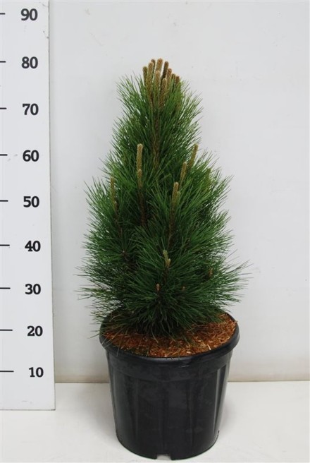 Pinus nigra 'Green Tower'