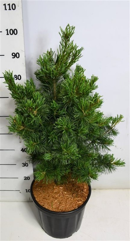 Pinus parviflora 'Bonsai'