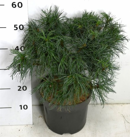 Pinus strobus 'Tiny Kurls'