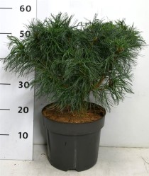 Pinus strobus 'Tiny Kurls'