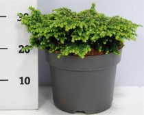 Tsuga can. 'Popeleski'