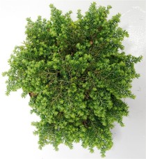 Tsuga can. 'Popeleski'