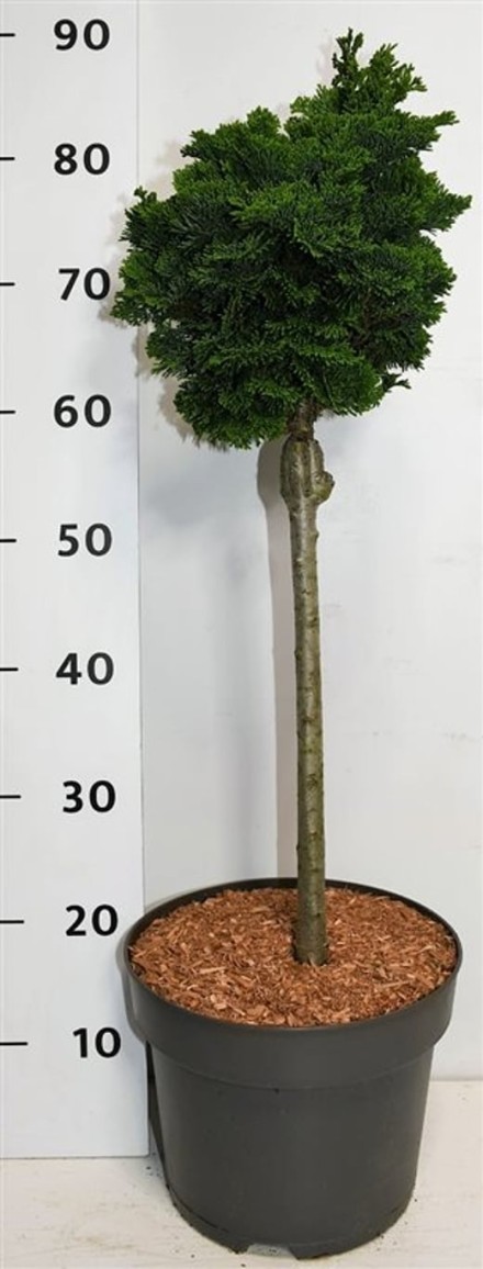 Chamaecyparis o. 'Nana Gracilis'